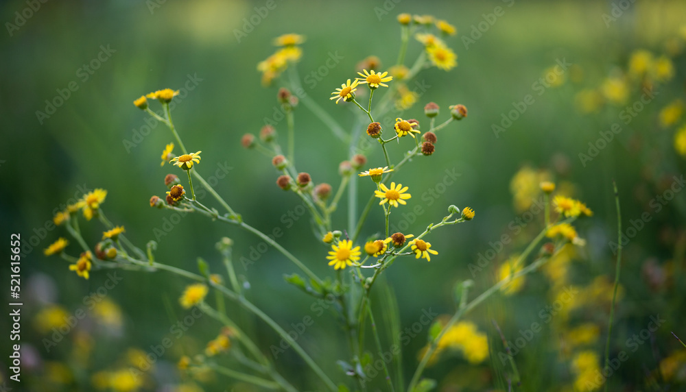 Sticker wild flowers on the field