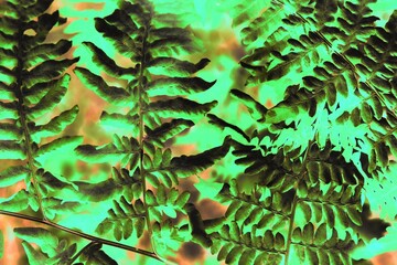 fern leaf in the forest in a bright green color negative