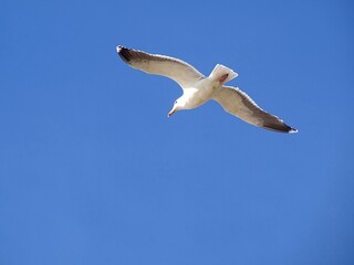 Mouette qui vole 