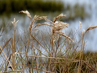 Fototapeta premium sauvage 