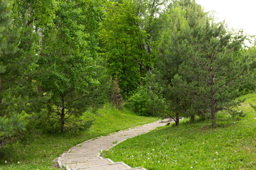 A path in a green forest. Path in forest. Green forest path landscape