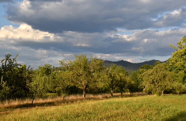 Streuobstwiese auf dem Schönberg in Freiburg