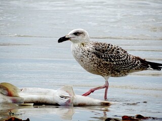 Goéland sauvage qui mange un bébé requin 