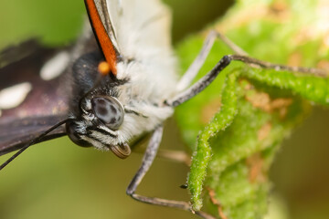 Close up of a painted lady butterfly head on a leaf.
