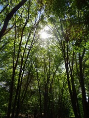 Obraz premium Forêt 