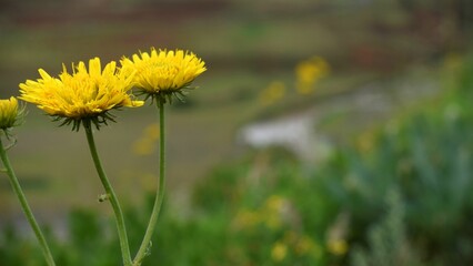 Closeup shot of common dandelions blossoming in the garden