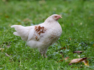 Small white rooster of Polish chicken