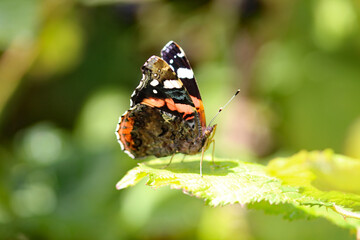 A macro shot of a butterfly on a leaf. This has been taken at extremely close range using a macro lens and using selective focus, emphasising the insect