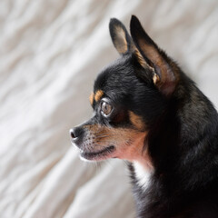Studio portrait of black chihuahua