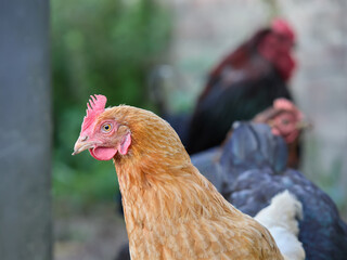 Red Sussex chicken close up