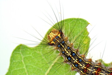 Macro caterpillar on fresh leaf isolated on white 