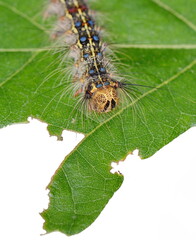 Macro caterpillar on fresh leaf isolated on white 