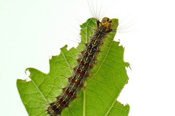 Macro caterpillar on fresh leaf isolated on white 