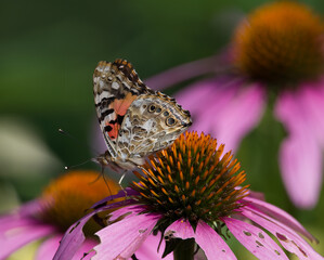 Painted Lady Butterfly (Vanessa cardui) feeding on Purple Coneflower (Echinacea) in August in southern Michigan 