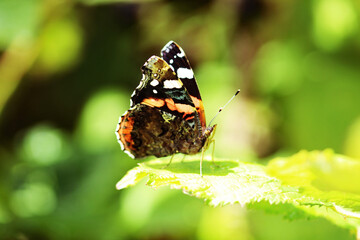 A macro shot of a butterfly on a leaf. This has been taken at extremely close range using a macro lens and using selective focus, emphasising the insect