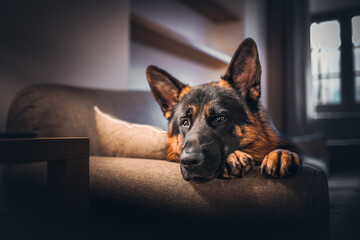 German shepherd dog realxing on the sofa