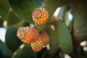 chumbera, ses Salines, Mallorca, balearic islands, spain, europe