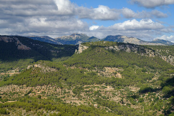 Fototapeta na wymiar pinar de Son Cabaspre, Esporles, y Puig des Teix , 1064 metros, Mallorca, balearic islands, spain, europe
