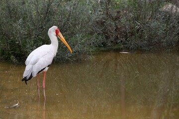 Yellow-billed stork in the water