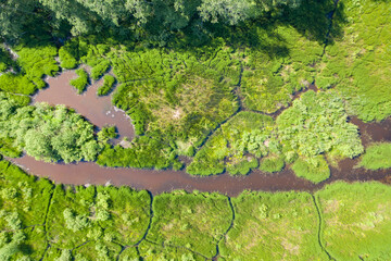 Aerial top down view of green grass and water in marsh wetland