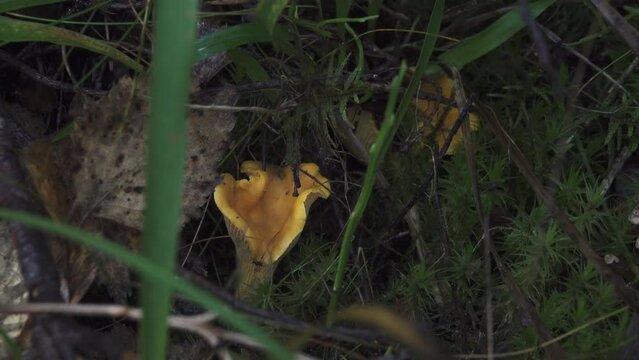Chanterelle (Keltavahvero / kantarelli ) in Espoo, Finland