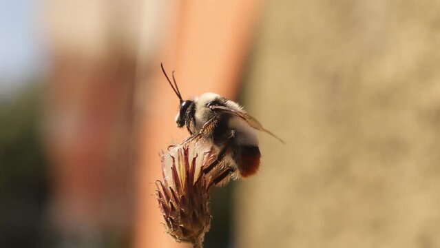 Bumblebee standing on a flower.
Detail red tailed bumble bee. Bombus cullumanus ssp.
Closeup insect isolated.
Insects, bugs, bug.
Wild nature, wildlife, Honey, Honeybee, bees.
Animals, animal