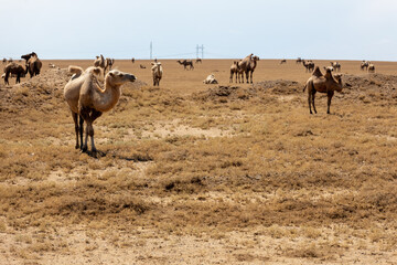 Herd of camels in the desert of Karaganda region, Kazakhstan.
