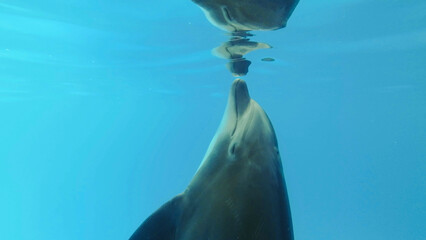 Bottlenose Dolphins plays with its reflection under surface of the blue water 