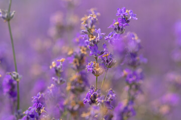 Background texture of purple lavender flowers in a farm field