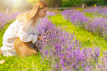 Soft dreamy portrait of a young woman picking purple lavender