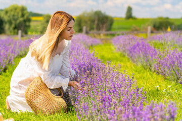 Pretty young woman kneeling picking fresh lavender flowers