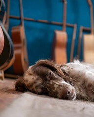 Selective of an English Setter sleeping on the floor of a music studio