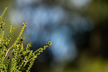 ferns in a forest in a park in tasmania australia