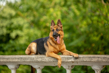 German shepherd, summer park