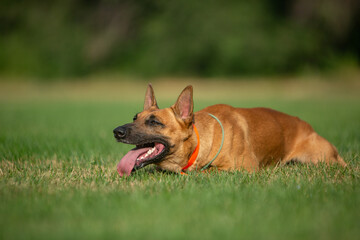 Belgian Shepherd dog posing in a summer park