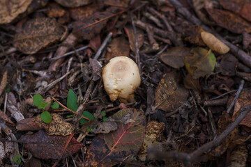 Dry spoiled mushroom among autumn leaves. Not collected harvest.