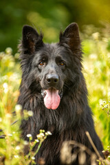 German shepherd, summer park
