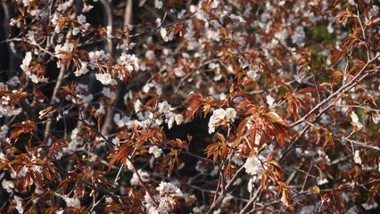 葉桜