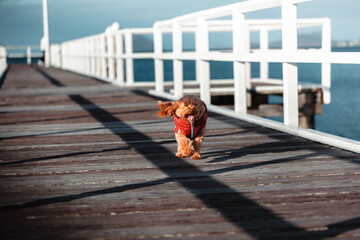 Cavoodle Puppy visiting the beach