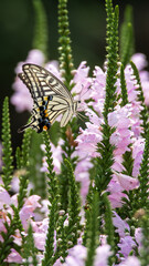 Swallowtail butterflies sucking nectar from flowers