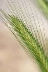 close up of wheat ears