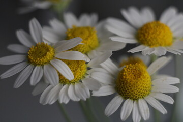 daisy flower closeup
