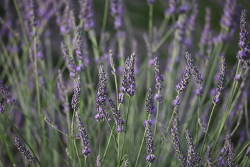 Lavendelfeld 