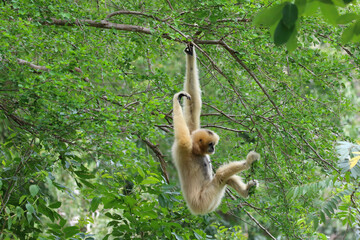 White gibbon cute monkey holding and hanging on tree.
