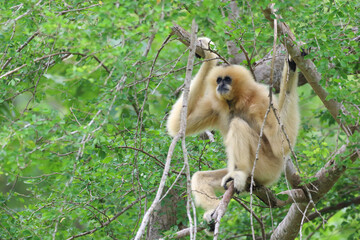 White gibbon cute monkey holding and hanging on tree.