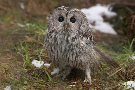 owl