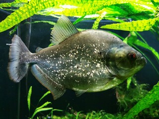 Przyroda Środowisko Góry Pagórki Widok Grzyby Trawa Ścieżka Drzewa Mech Kamień Rzeka Liście Krzewy Ryby Morze Ocean Woda Powietrze Lotnisko Samolot Niebo Chmury Okno Lot  © Ewa