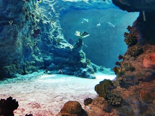  moss, nature, green, tree, forest, plant, macro, stone, grass, closeup, wood, leaf, rock, mossy, lichen, old, autumn, spring, wet, natural, abstract, leaves, branch, outdoor, flora