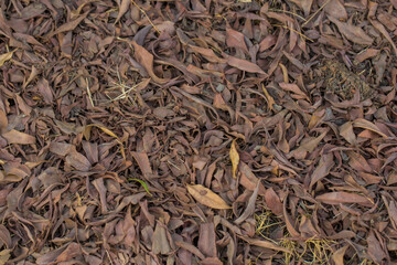 Dry leaves altogether 