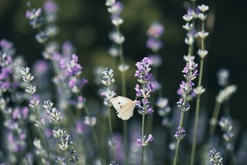 Pieris butterfly on lavender flower and natural background.
